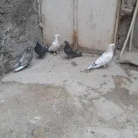 کفتر