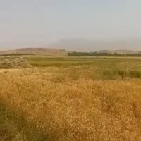 زمین-کشاورزی-در-فریدونشهر