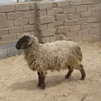 دوتا قوچ چاق چاق مناسب  قربانی