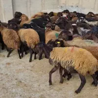 میش حامله رومانوف۱۰ راس
