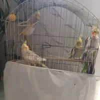 عروس هلندی