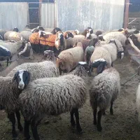 استخدام کارگر دامداری با مسکن در همدان