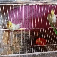 سلام‌‌‌دوجفت‌عروس‌هلندی