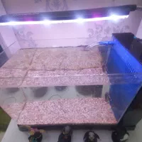 آکواریوم و ماهی