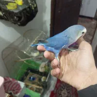 3عد طوطی برزیلی اهلی|پرنده|میاندوآب, |دیوار