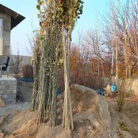 صنوبرتبریزی و...نیگرا|خدمات باغبانی و درختکاری|بانه, |دیوار