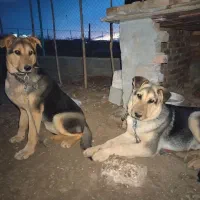 معاوضه دو تا ژرمن با مرغ و خروس زینتی