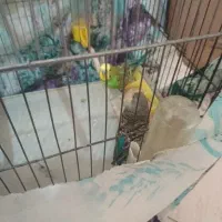 مرغ عشق