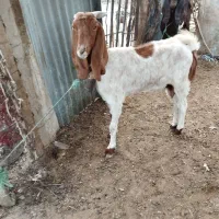 فروش بز افغانی با بز لری با میش عوض میشه|حیوانات مزرعه|ایذه, |دیوار