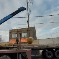 درخت چنار بن بالا ارتفاع۸ تا ۱۲ متر شاخه دار بزرگ|خدمات باغبانی و درختکاری|مشهد, فدک|دیوار