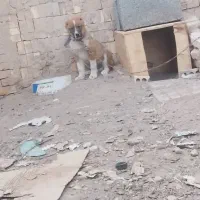 توله سگ 3ماه سن دارد