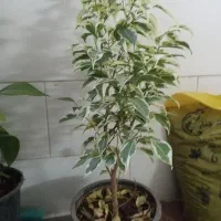 گل های اپارتمانی قیمت مناسب|گل و گیاه طبیعی|یزد, |دیوار