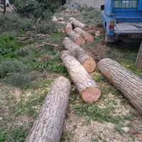 بالاترین خرید چوب و درخت باغی نقدی 7000|خدمات باغبانی و درختکاری|گرگان, |دیوار