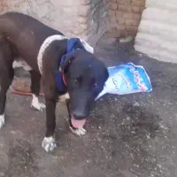 واگذاری توله ۱۱ماهه سرابی