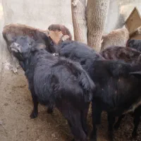 ۶عدد گوساله ماده ویک  گاو محلی ۷ماه آبستن|حیوانات مزرعه|قنوات, |دیوار