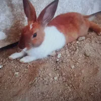 خرگوش
