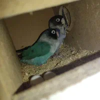 جفت طوطی برزیلی