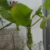 قلمه گل پتوس|گل و گیاه طبیعی|بیرجند, |دیوار