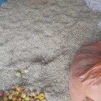 کاه سفید فله‌ای حدود ۲تن کاه سبز یه تن