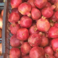 انار ابگیری|خوردنی و آشامیدنی|قم, آزادگان|دیوار