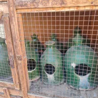 جفت کنی و جاآبی کبوتر|لوازم جانبی حیوانات|پاکدشت, پاکدشت (مامازند)|دیوار