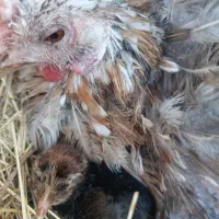 مرغ کرک با جوجه