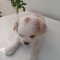 توله دو ماهه پیکینیز و اشپیتز|سگ|کرج, اسدآباد|دیوار