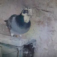 نر ماده|پرنده|گوهرکوه, |دیوار