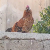 تعداد۱۰عددخروس گلین اصیل