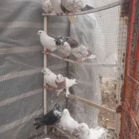 کفتر کبوتر همه نر