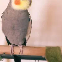 دوتا مرغ عشق