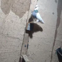 کبوتر طوقی و زاغ|پرنده|یاسوج, |دیوار