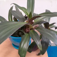 گل های اپارتمانی|گل و گیاه طبیعی|شاهرود, |دیوار