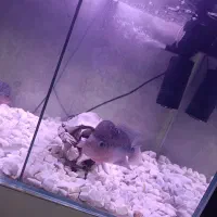 ماهی فلاور هورن