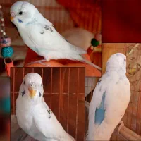 مرغ عشق