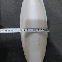 کف دریا|ماهی|چابهار, |دیوار