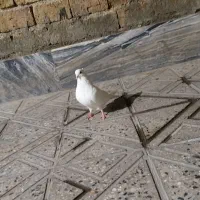 کفتر نرکمخال