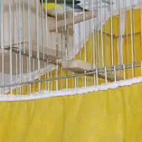 فنج گلدین|پرنده|رشت, یخسازی|دیوار