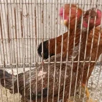 مرغ و خروس لاری