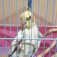 عروس هلندی|پرنده|کرج, حسن آباد|دیوار