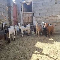 بز دورگ|حیوانات مزرعه|قم, پردیسان|دیوار