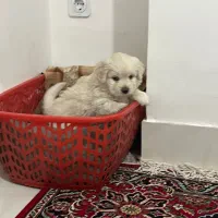 شیتزو عروسکی نر