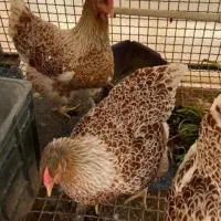 جوجه ویاندوت اورنج ۴۰ روزه