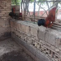خروس جوان