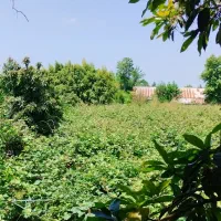 استخدام کارگر  و باغبان