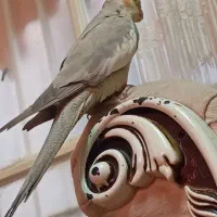 عروس هلندی