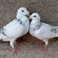 کاغذی و سار|پرنده|سبزوار, ابارش|دیوار