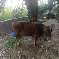 گاو نر سرخون