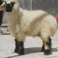 گوسفند برای قربانی