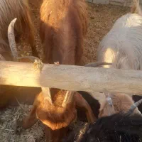 کولار وبزجوان|حیوانات مزرعه|مرودشت, ده بید|دیوار